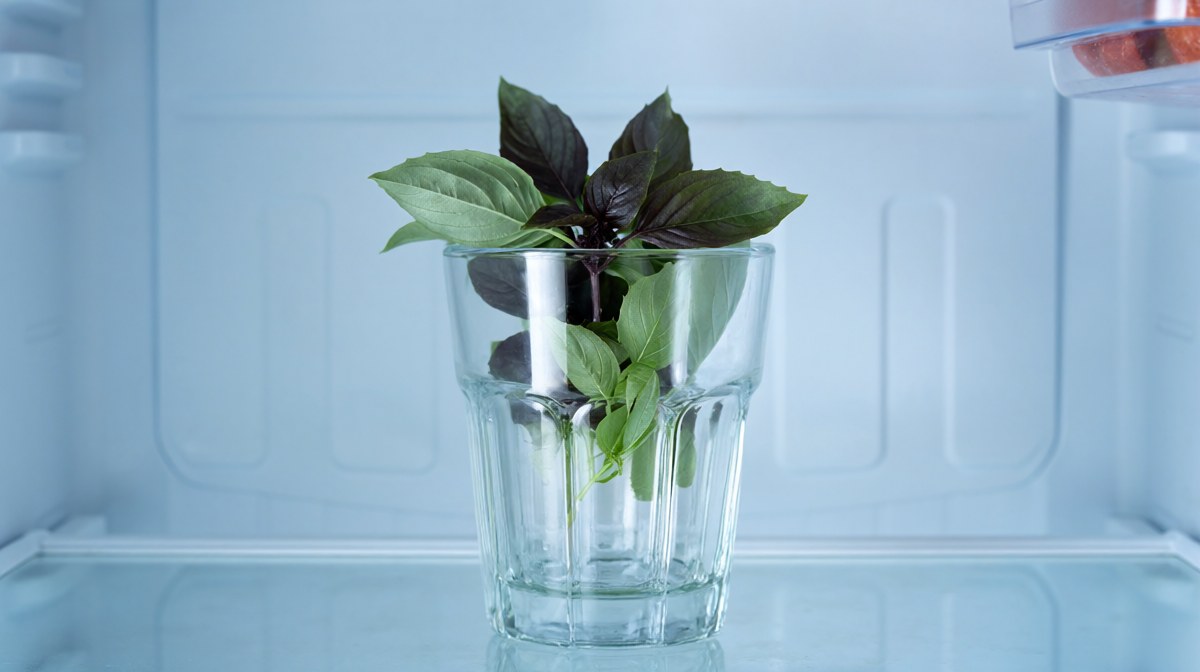 A glass of Thai basil on a fridge shelf, the leaves slightly darker and softer than fresh