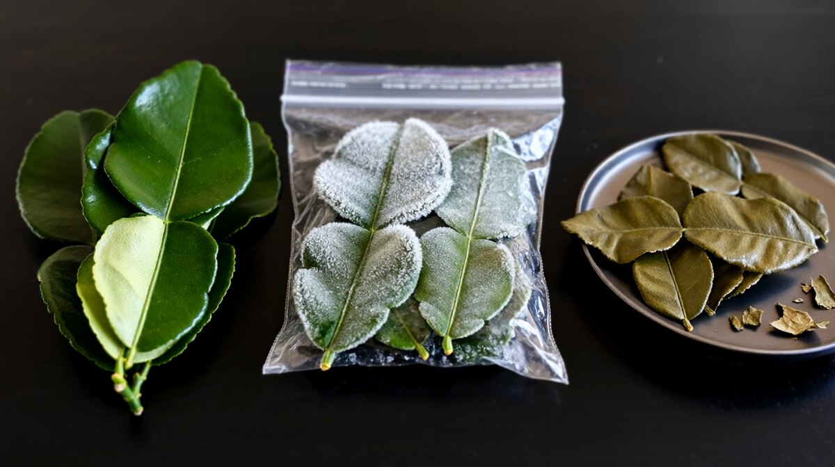 Three groups of kaffir lime leaves in a row, fresh and glossy, frost-dusted frozen in a sealed bag, and dull brittle dried leaves in a dish