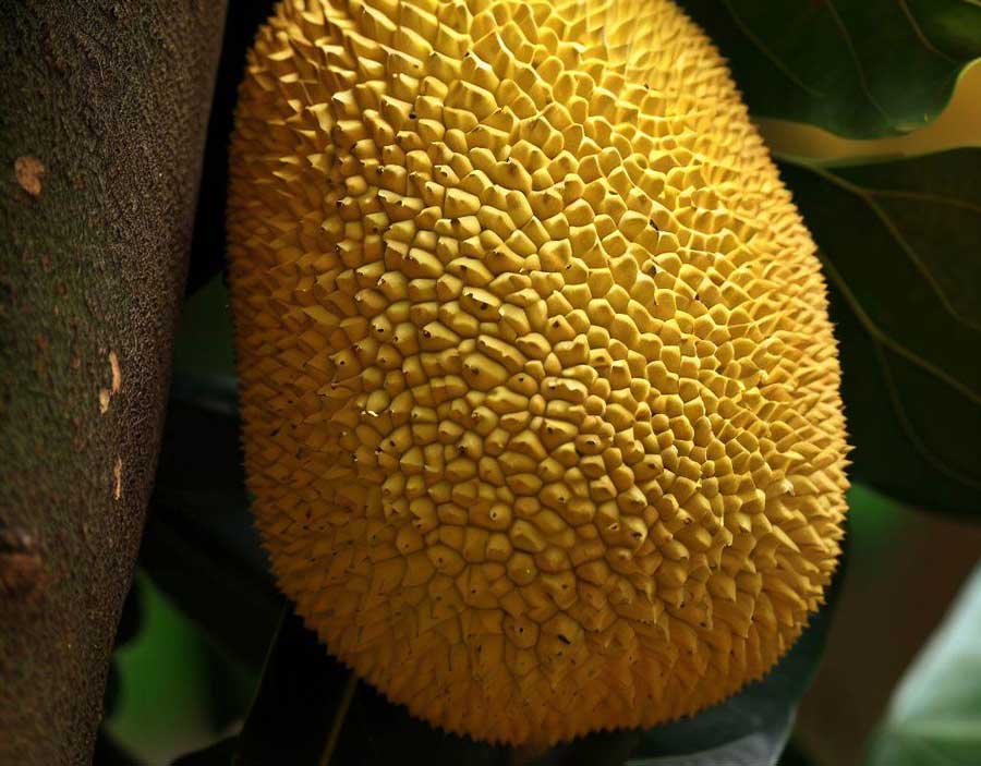 Fruit 13 - Jackfruit 