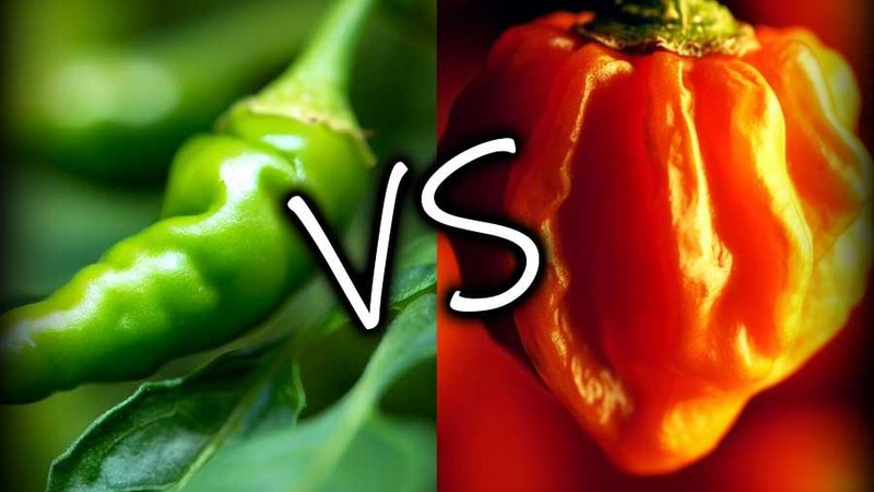 Comparison of Thai chili peppers and habanero chili for spiciness